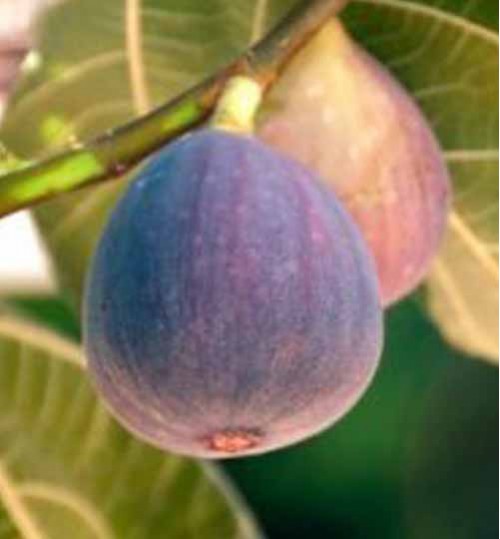 Fig Trees - ডুমুর গাছ
